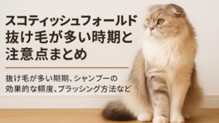 長い毛を持つスコティッシュフォールドの注意点を示す